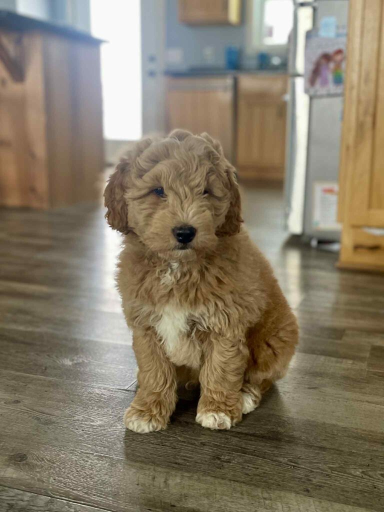 F1minigoldendoodlesittinginthefloor