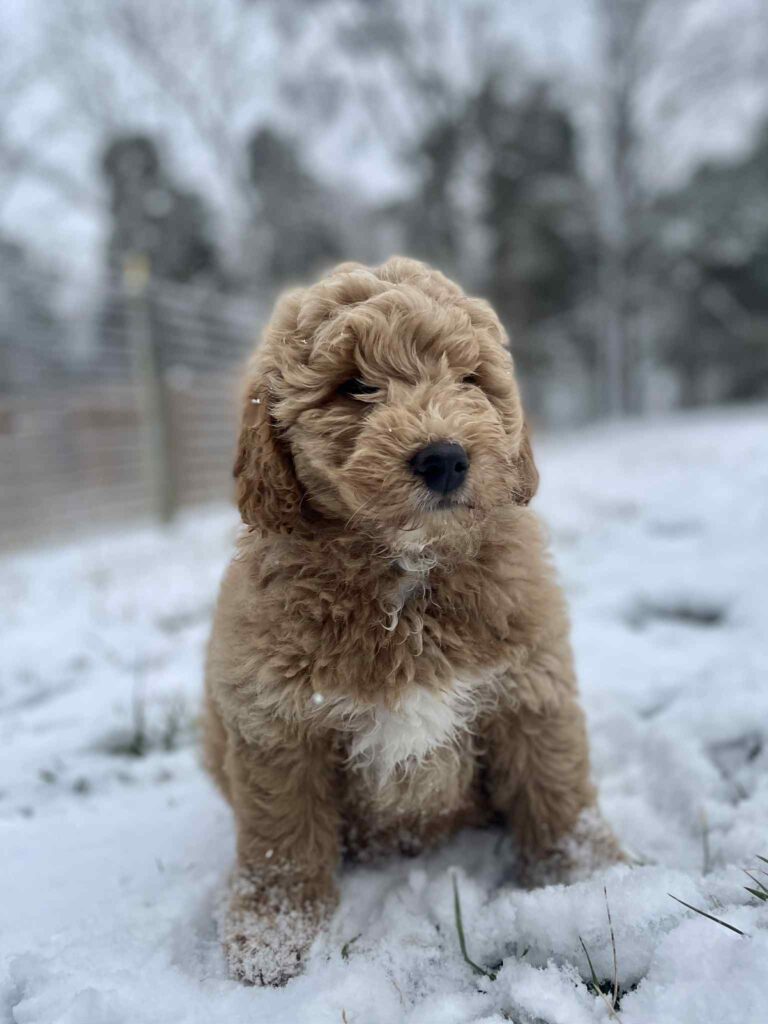 F1 Mini Goldendoodle in the snow