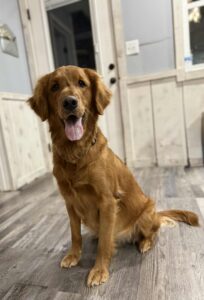 Red Golden Retriever sitting in living room