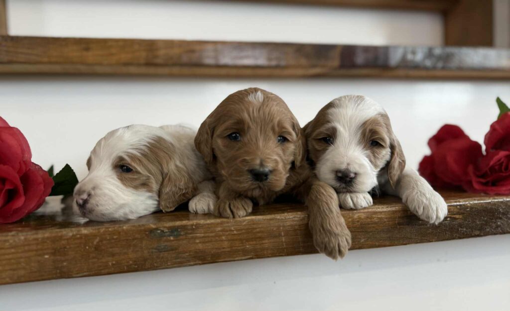 F1b Standard Goldendoodle puppies on steps
