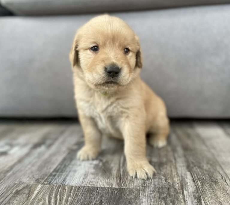 Golden Retriever Puppy sitting on the floor in the house