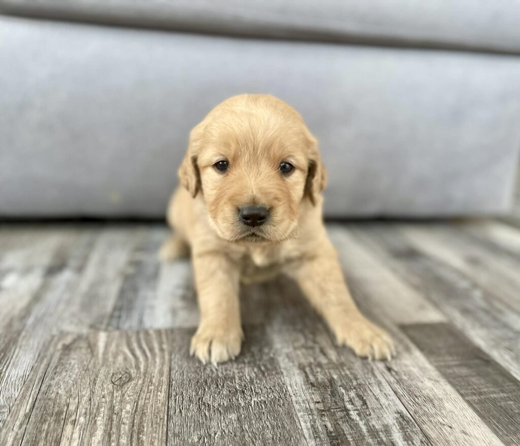 golden retriever puppy sitting on the floor