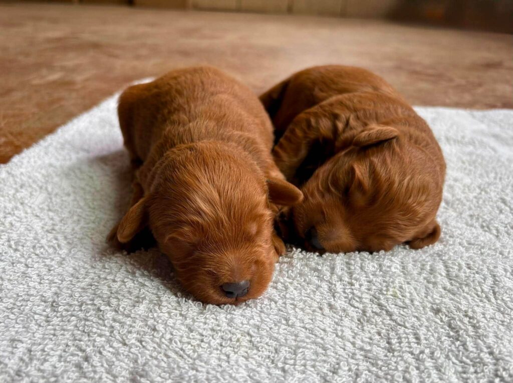 Red mini Goldendoodle puppies