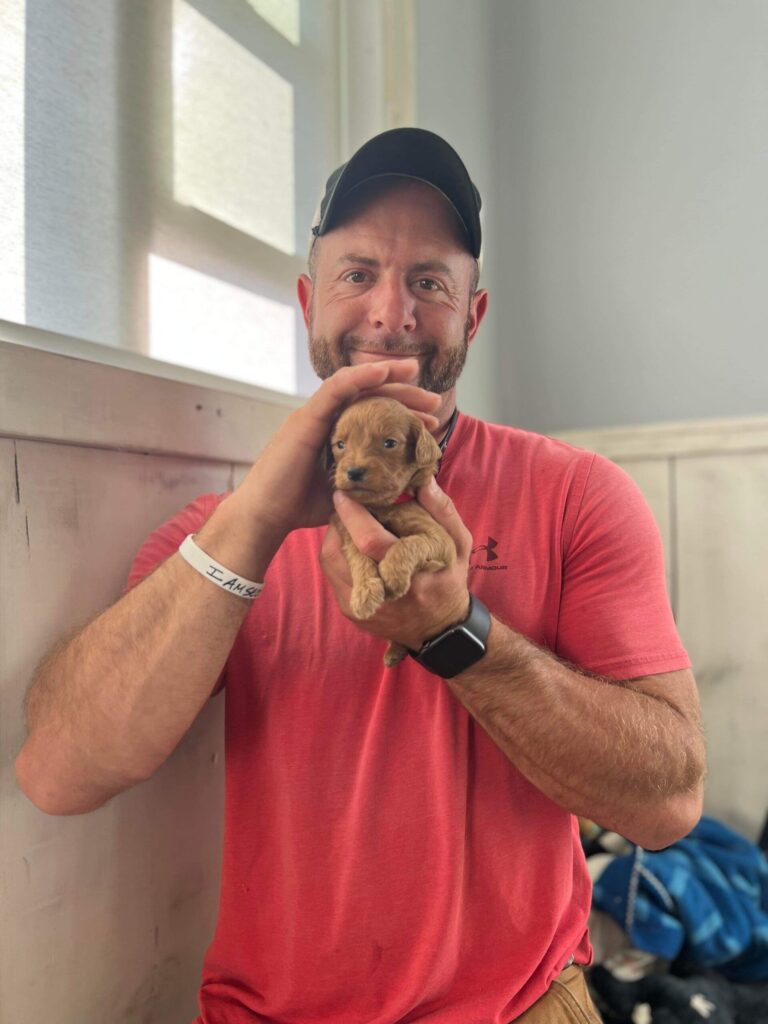 Baby Goldendoodle puppy held