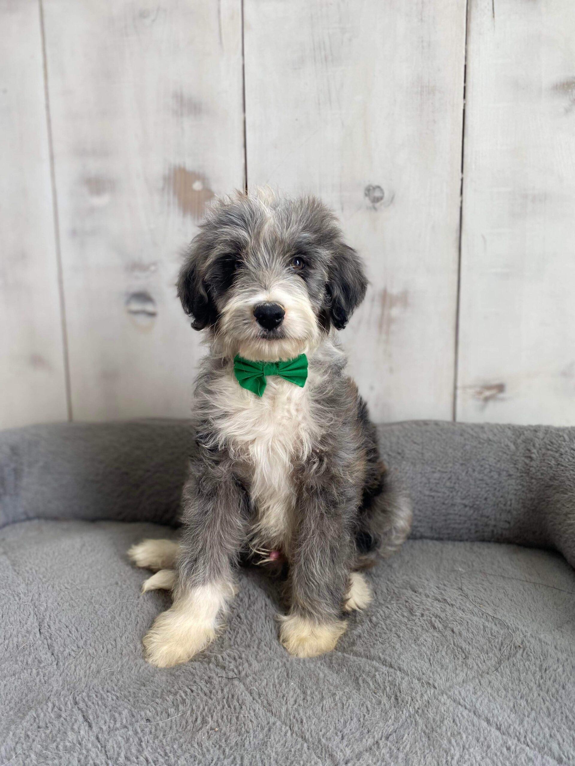 Merl Aussiedoodle for sale