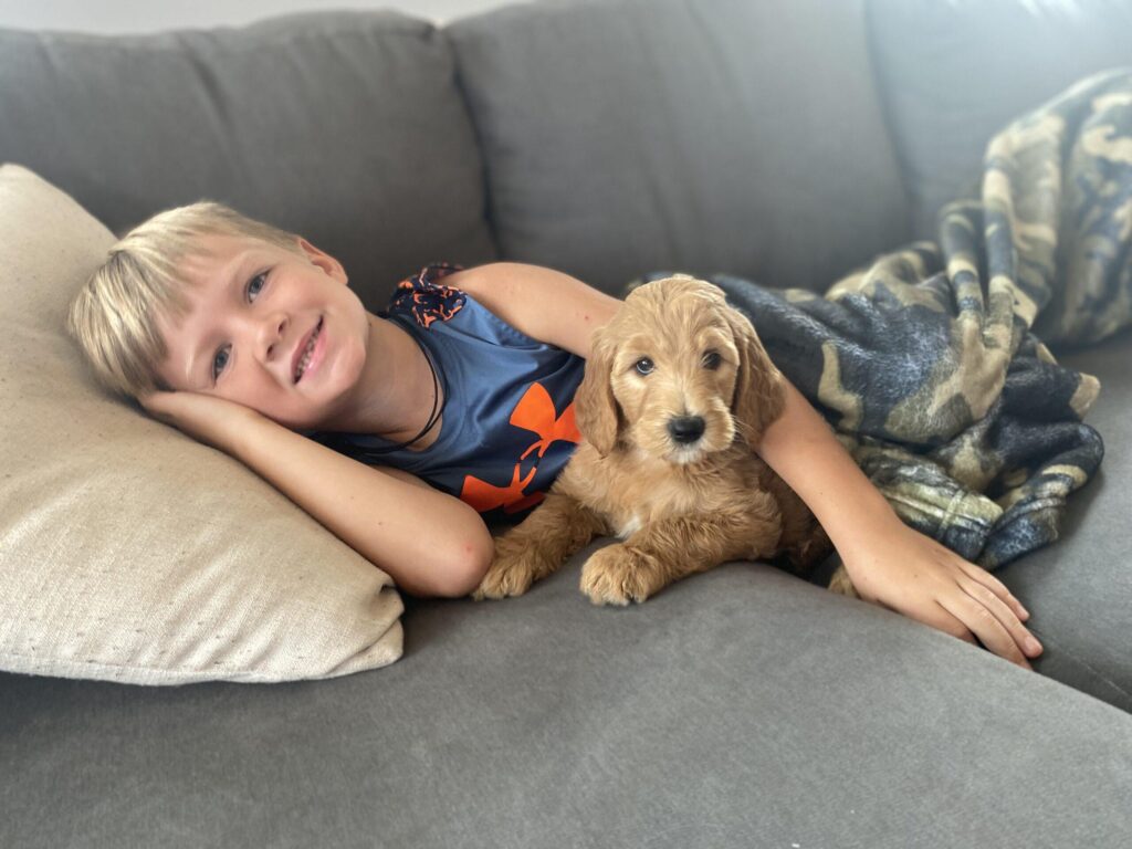 Goldendoodle puppy with little boy