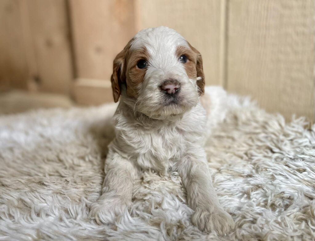 F1b Standard Goldendoodle sitting on fluffy blanket