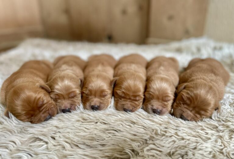 Golden Retriever Puppies