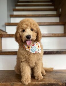 Cute Goldendoodles for sale