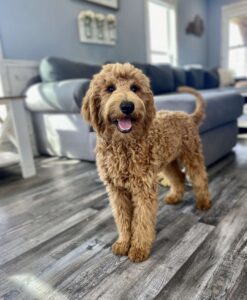 Goldendoodle Puppies for sale near me