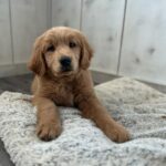 Golden Retriever Puppy
