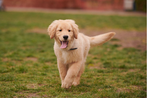 Golden Puppy