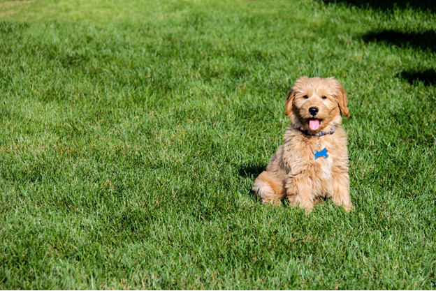 Standard Goldendoodle Puppy
