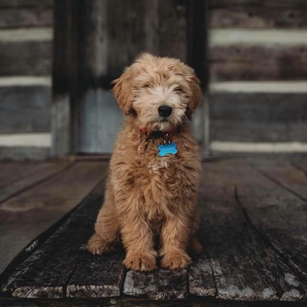 Goldendoodles
