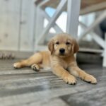 AKC Golden Retriever for sale
