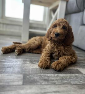 Goldendoodle puppies for sale