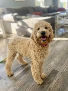 Goldendoodles for sale