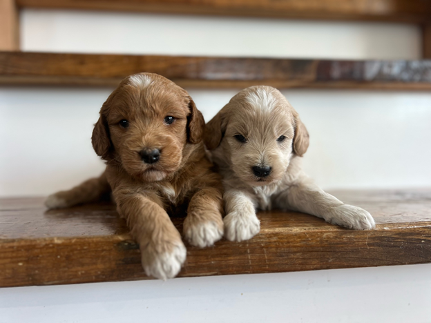goldendoodle puppies