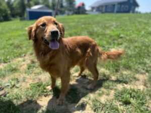 Dark red male golden retriever standing outside.