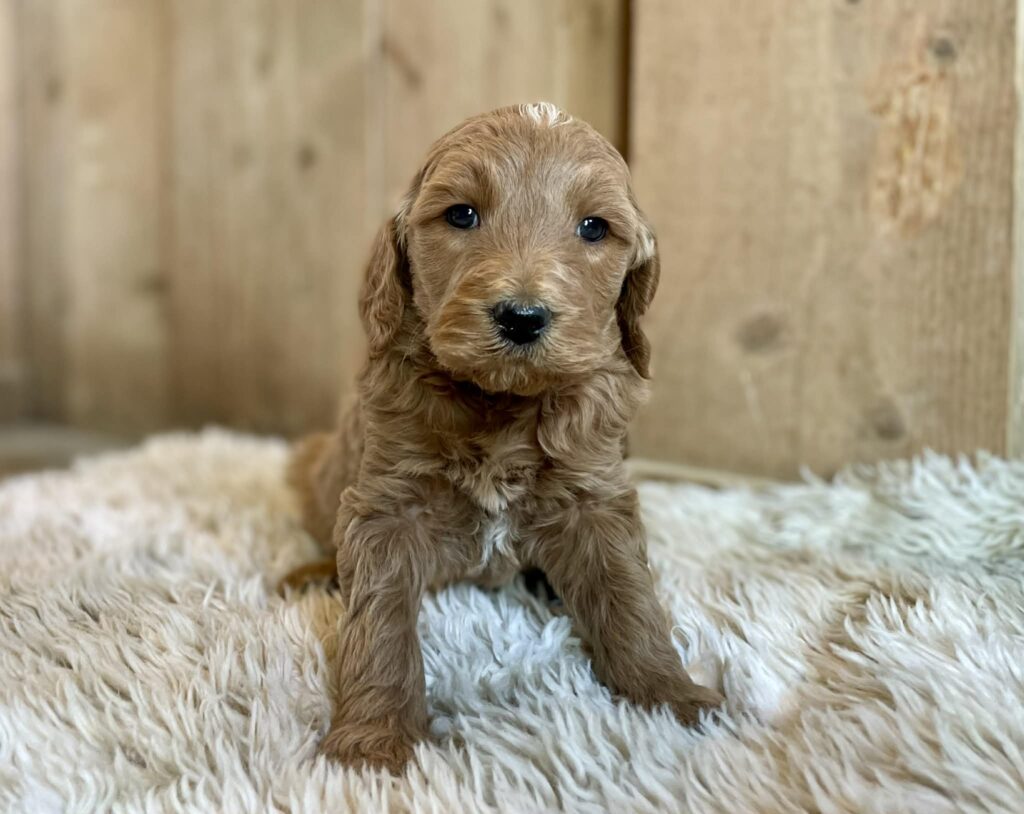 f1b standard goldendoodle sitting on bed