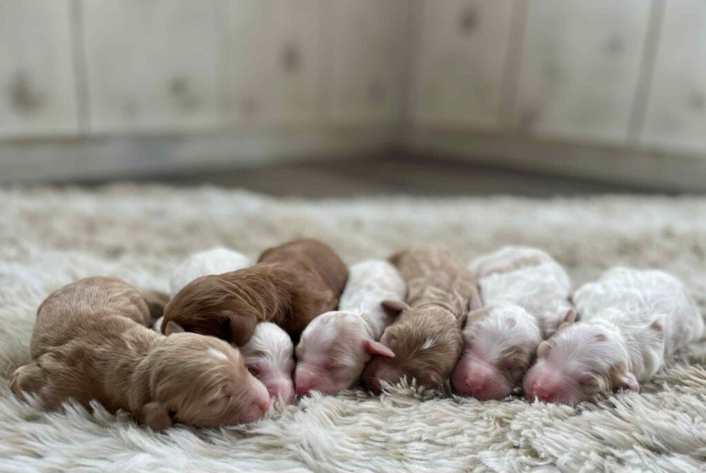 Goldendoodle puppies laying on a rug