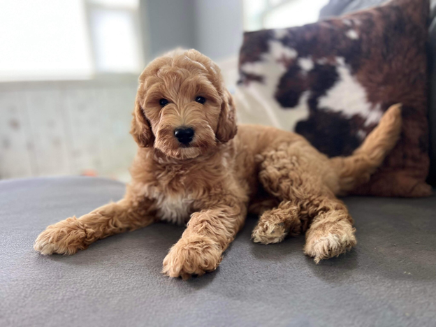 Goldendoodle Nashville