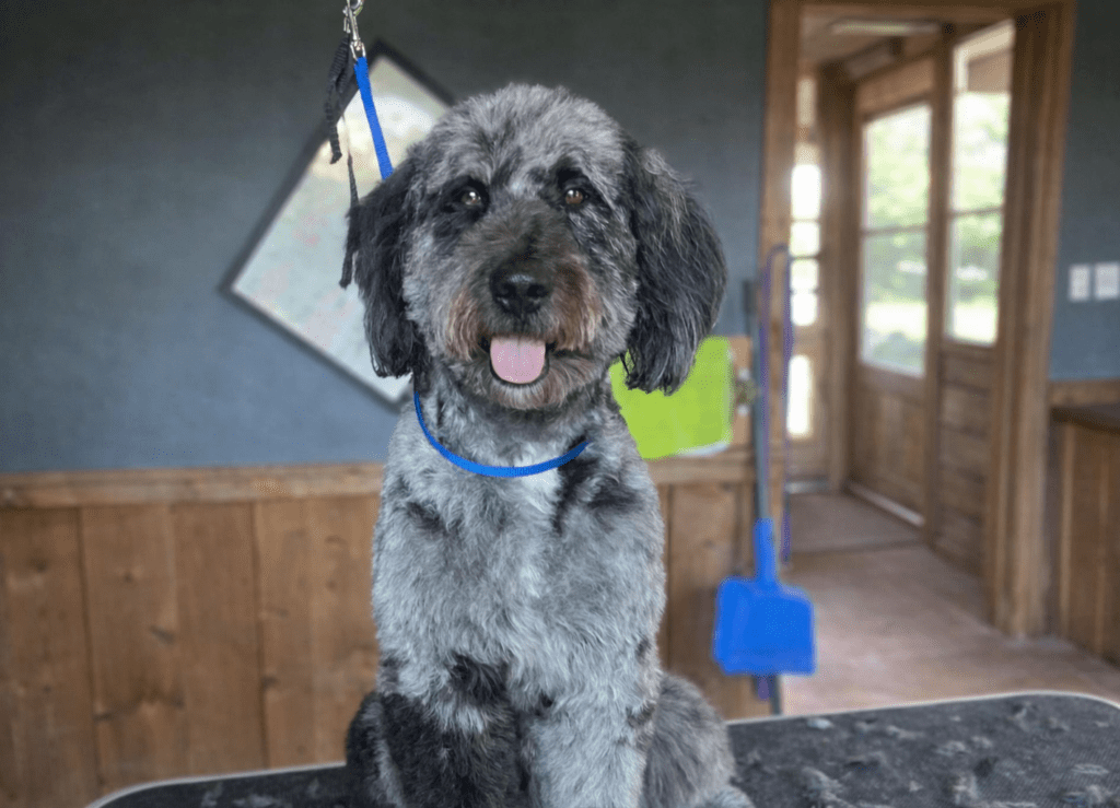 Az, Aussiedoodle