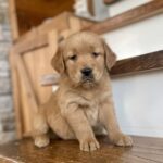 Golden Retriever Puppies for sale