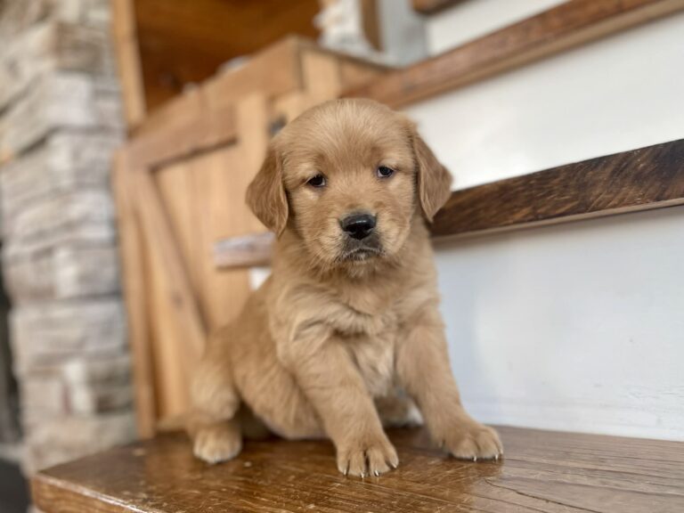 Golden Retriever Puppies for sale