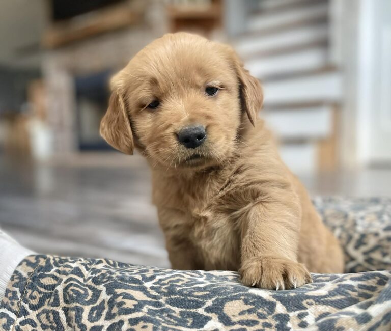 Cute pose Golden Retriever Puppy