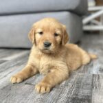 Adorable Golden Retriever laying on the floor