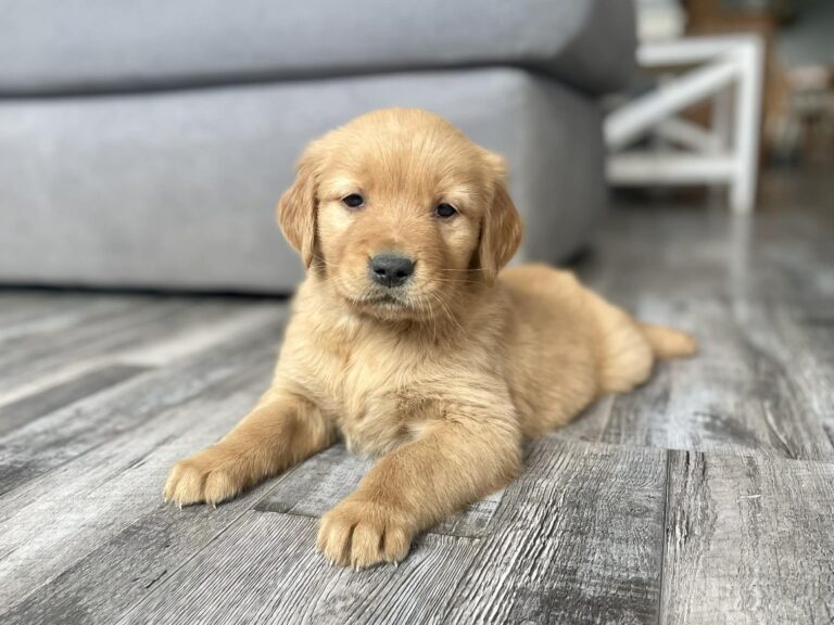 Adorable Golden Retriever laying on the floor