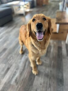 Golden Retriever standing in house
