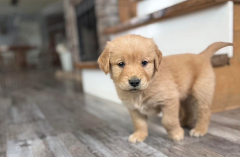 Golden Retriever Puppies