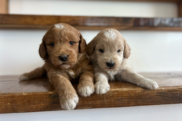 Goldendoodle Puppies
