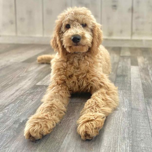 F1B Miniature Goldendoodle Grooming