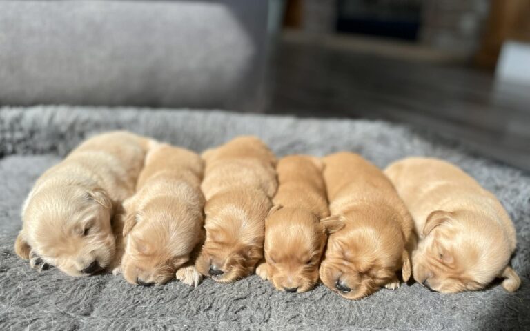 golden retriever puppies snuggled in on dog bed