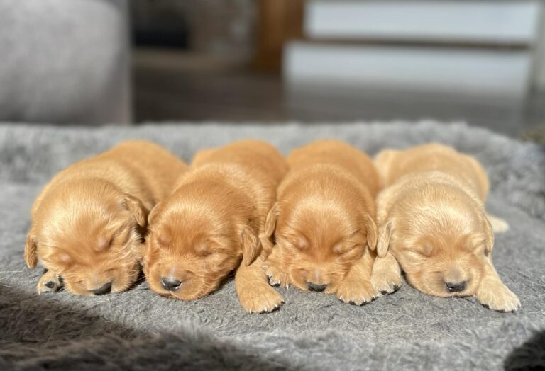 4 boy golden retriever puppies sleeping in dog bed