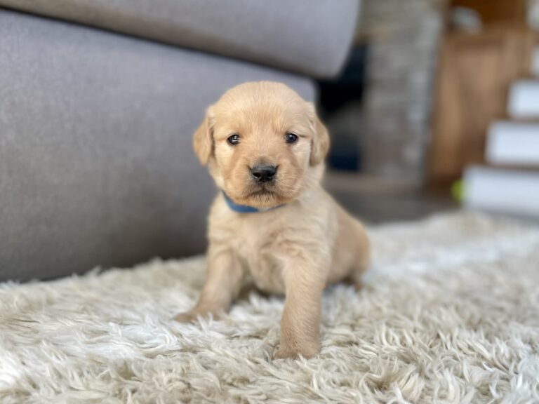 Golden retrievers for sale near me