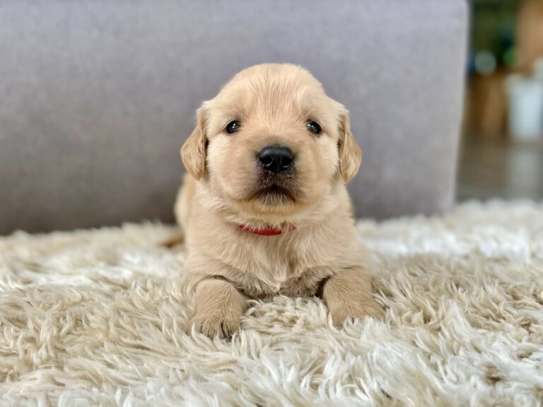 Beautiful Golden Retrievers for sale near me