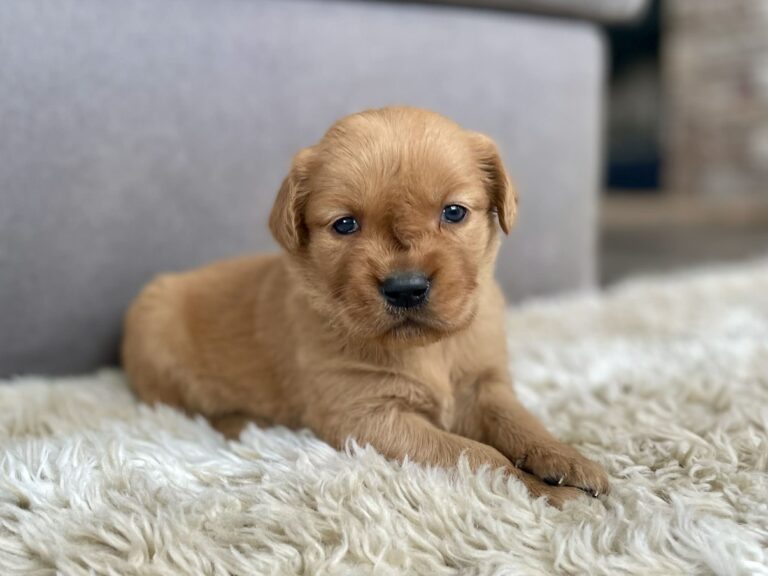 Red Golden Retriever Puppies for sale near me