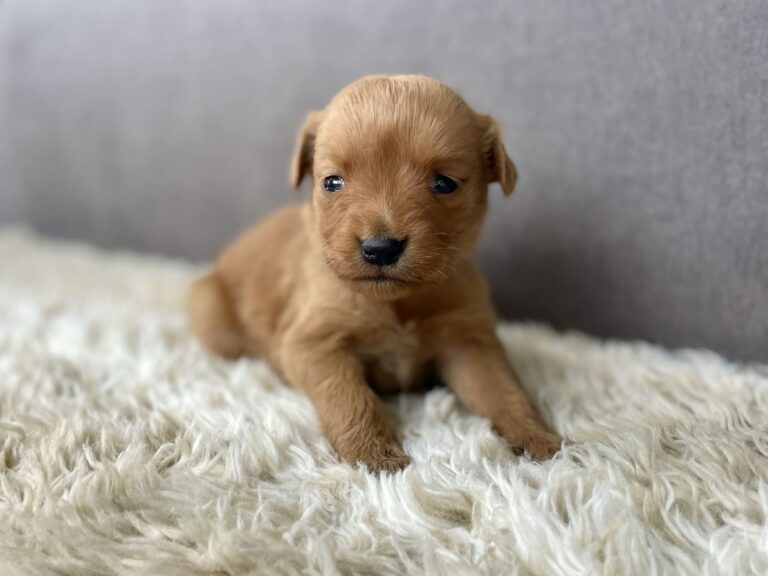 Golden Retriever puppies near Nashville and Louisville