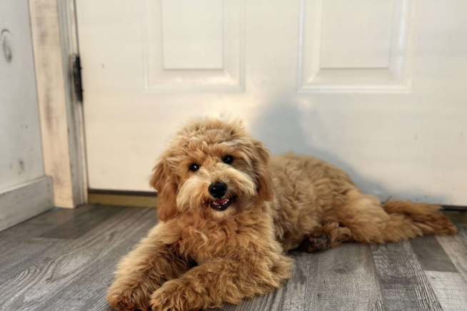 Small Goldendoodle