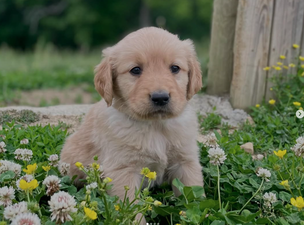 Golden Retriever Puppies