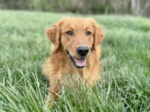 AKC Red Golden Retriever