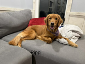 Dark Red Golden Retriever female