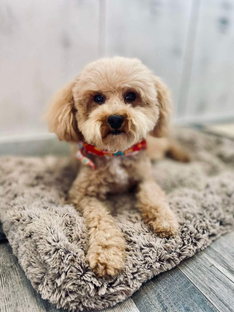 Milo Mini Poodle