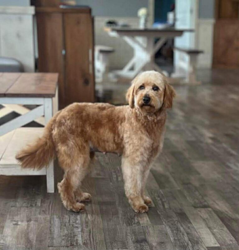 Mini Goldendoodle Copper
