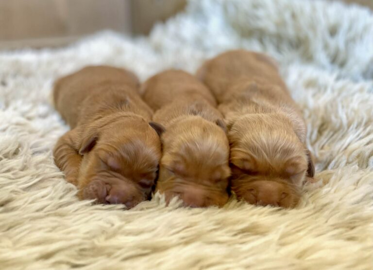Red Golden Retriever Puppies on carpet