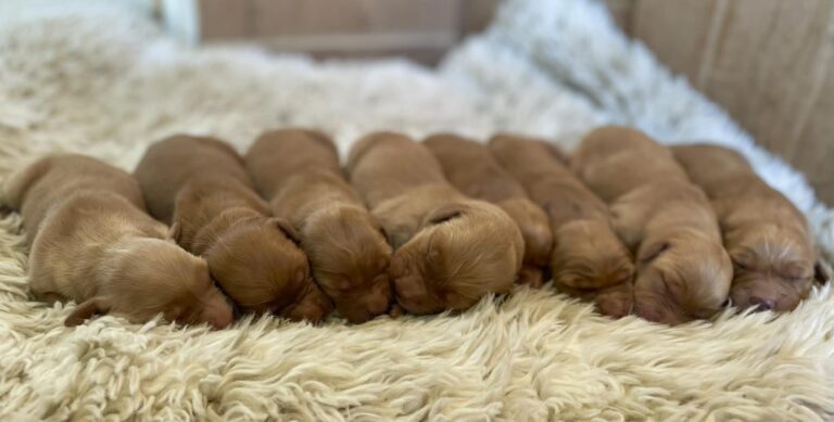 Golden Retriever Puppies for sale